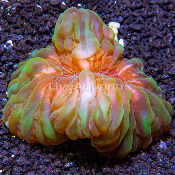 Button Coral, Cynarina