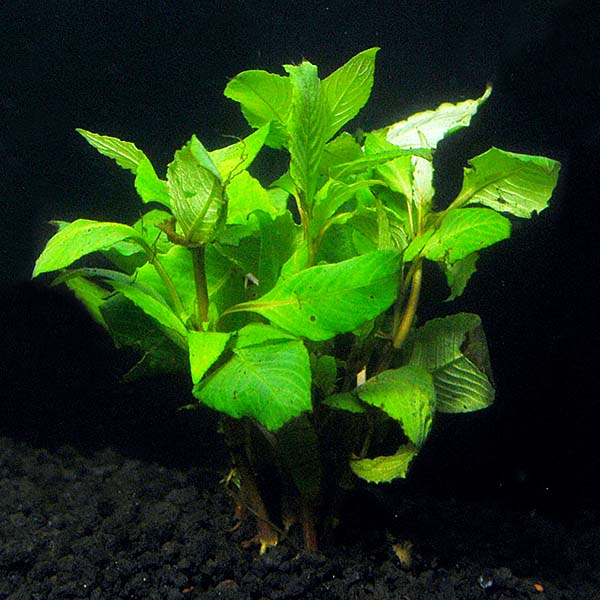 Temple - Narrow Leaf