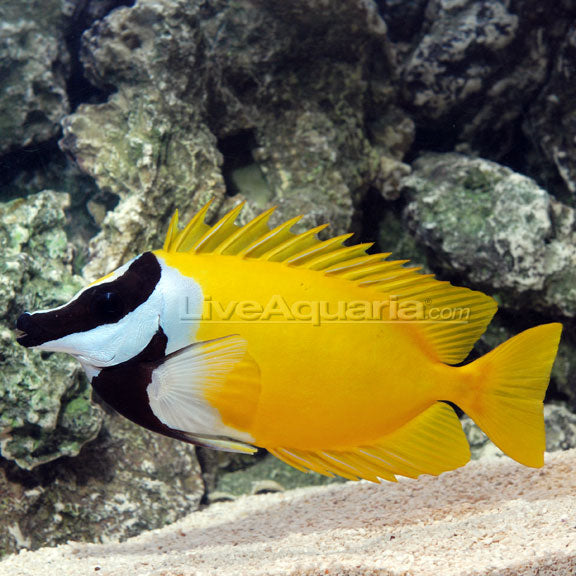 Foxface Lo: Saltwater Aquarium Fish for Marine Aquariums – LiveAquaria