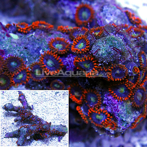 Colony Polyp, Flaming Sun