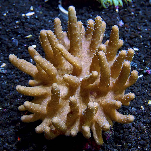 Devil's Hand Leather Coral