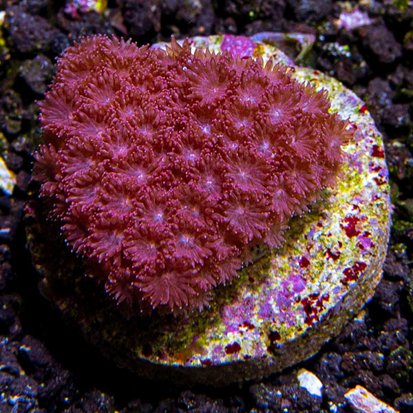Flower Pot Coral, Red