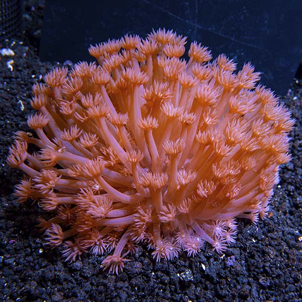 coral plant pot Flower Pot Coral, Long Polyp – LiveAquaria