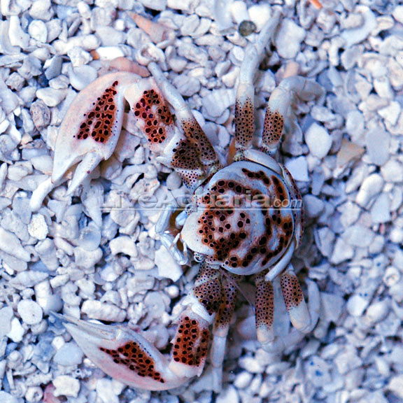 Porcelain Anemone Crab