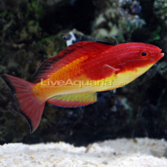 Rosy Fin Fairy Wrasse