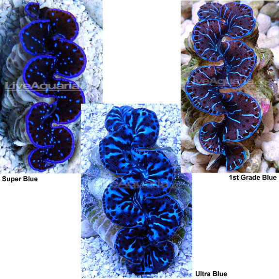 Maxima Clam Blue, Aquacultured