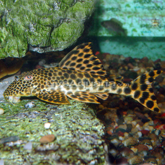 Rio de Para Pleco (L-75)