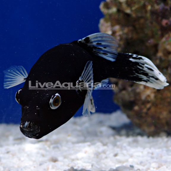 black box puffer fish Boxfish for sale Black Boxfish (Female) (Expert Only)