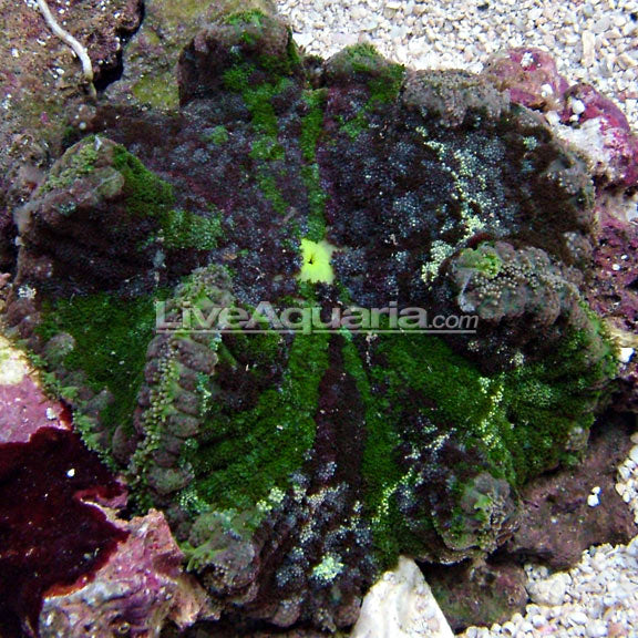 Carpet Saddle Anemone, Colored