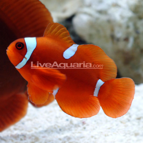 Maroon Clownfish - Tank-Bred