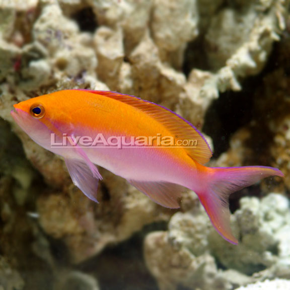 Hawaiian Fancy Bicolor Anthias