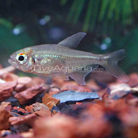 Diamond Tetra