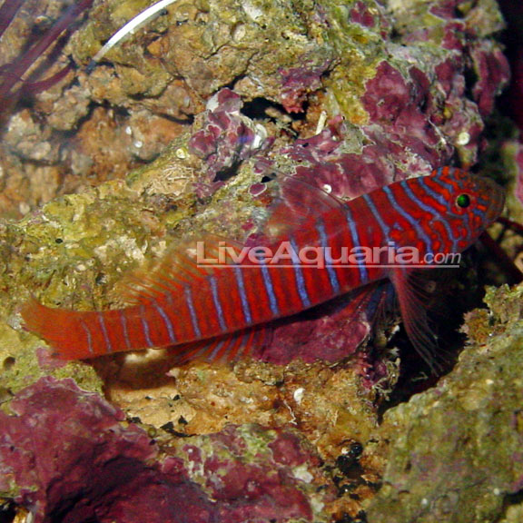 Zebra Catalina Goby