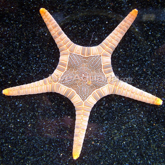 Double Sea Star – LiveAquaria
