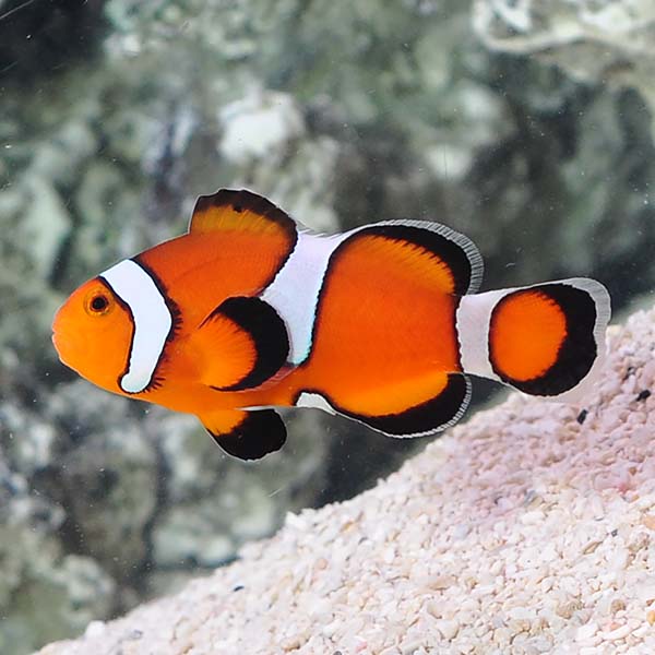 Captive-Bred Mocha Misbar Ocellaris Clownfish