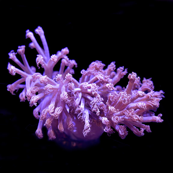 USA Aquacultured Blue Cespitularia Coral