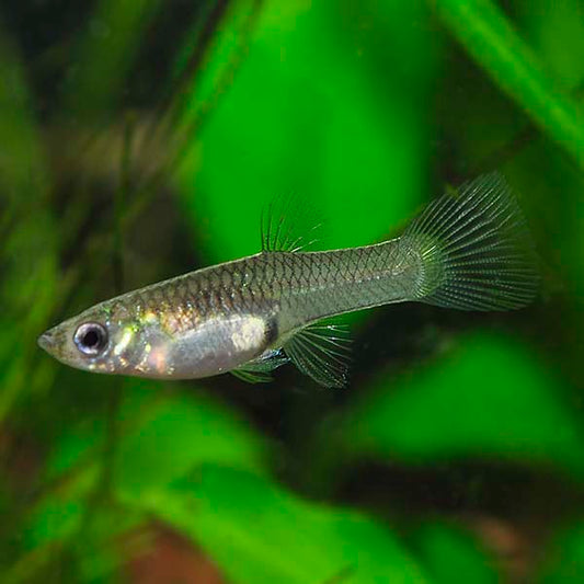 Endler's Livebearer