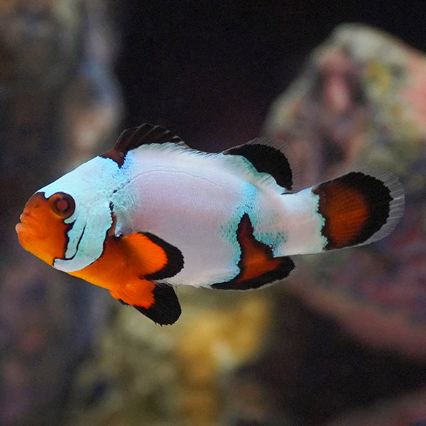 Captive-Bred Black Ice Clownfish