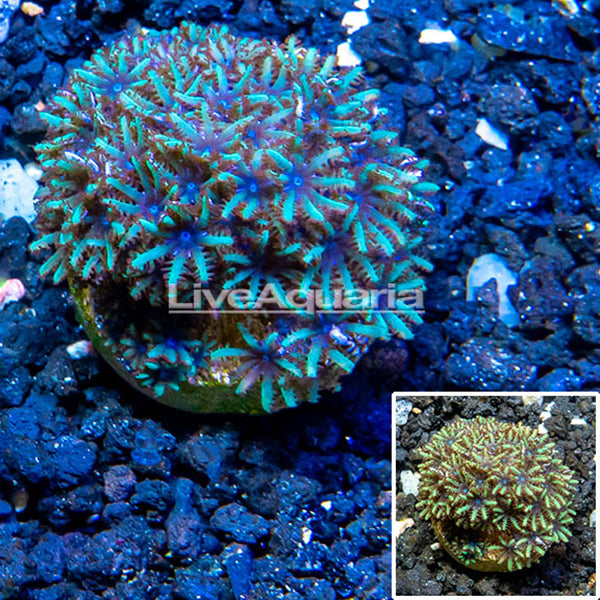LiveAquaria® CCGC Aquacultured Blue Sympodium Coral Frag