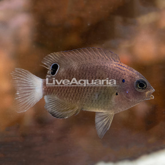 Speckled Damselfish | Marine Fish – LiveAquaria