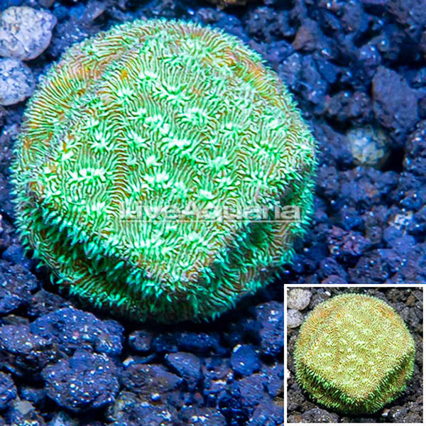 LiveAquaria® CCGC Aquacultured Green Leptoseris Coral Frag