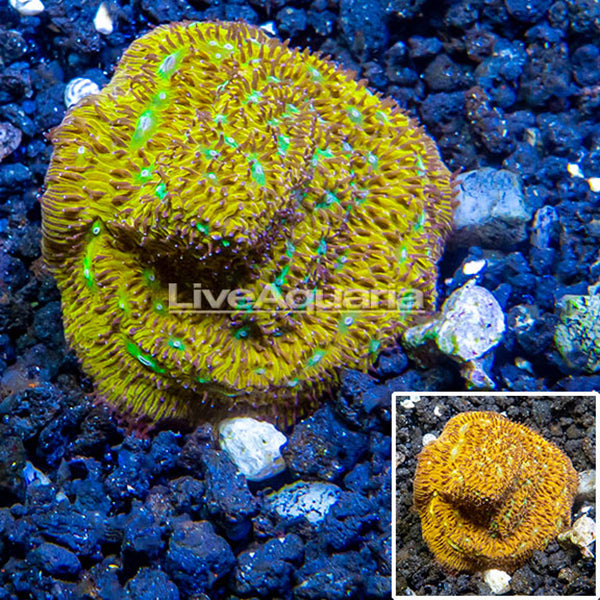 LiveAquaria® CCGC Aquacultured Orange Leptoseris Coral Frag