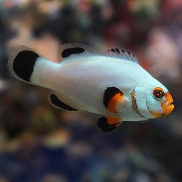 Captive-Bred Platinum Percula Clownfish