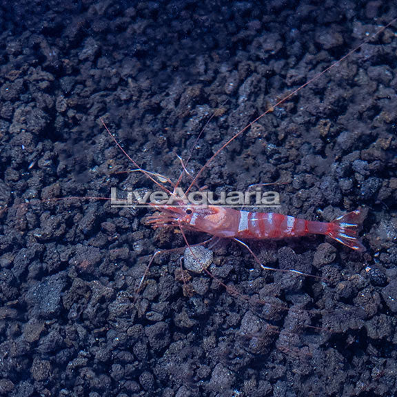 Kuekenthal’s Cleaner Shrimp