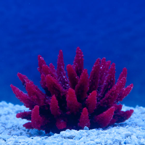 Aquatic Creations Red Acropora Aquarium Décor