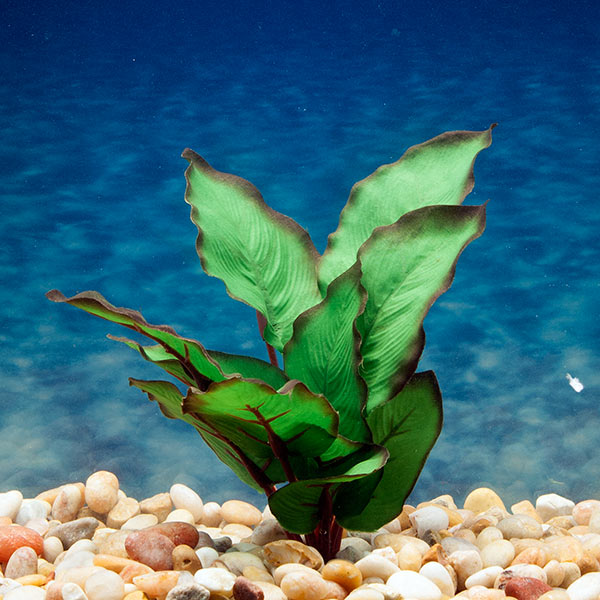 Azoo Real Plant Artificial Anubias
