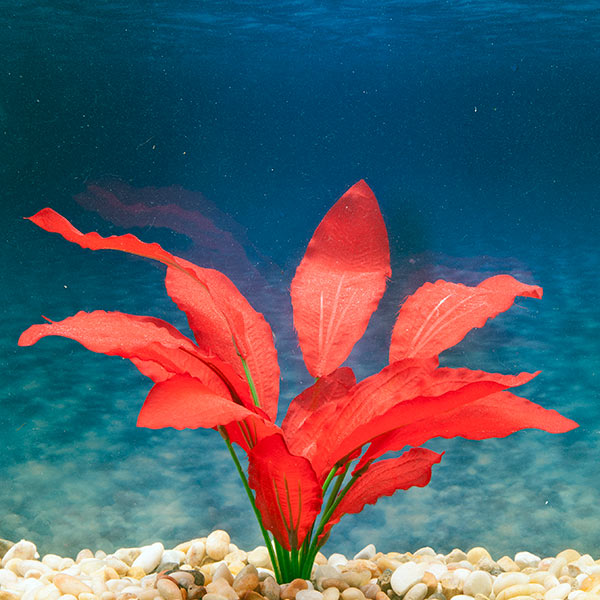 Azoo Real Plant Artificial Echindorus osiris - Red