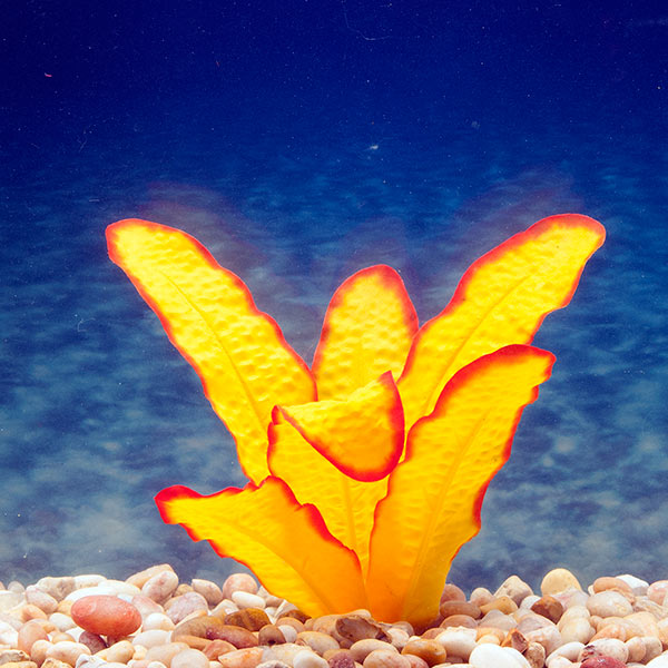 Azoo Real Plant Artificial Cryptocoryne bullosa - Orange