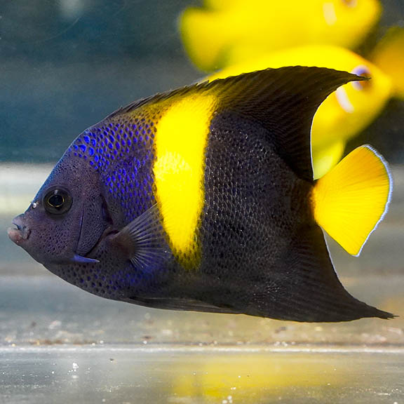 Asfur Angelfish 3.25" WYSIWYG