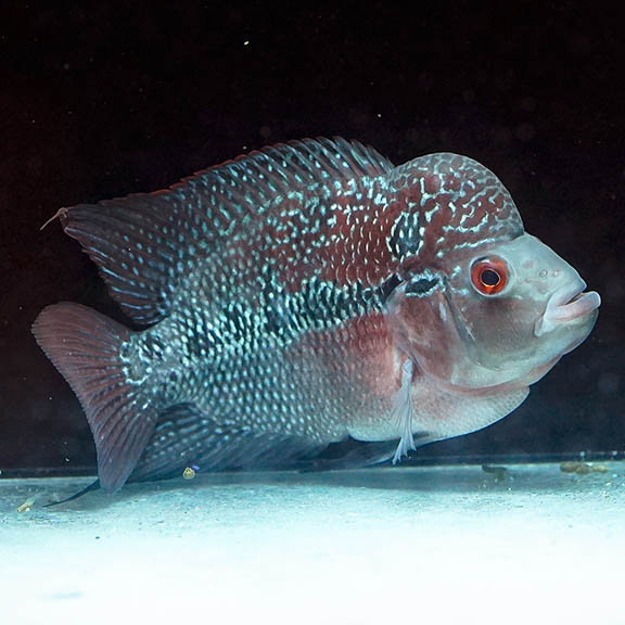 Flowerhorn Cichlid 6.5" WYSIWYG