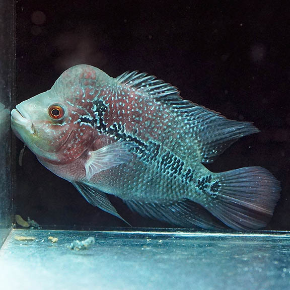 Flowerhorn Cichlid 6" WYSIWYG 2