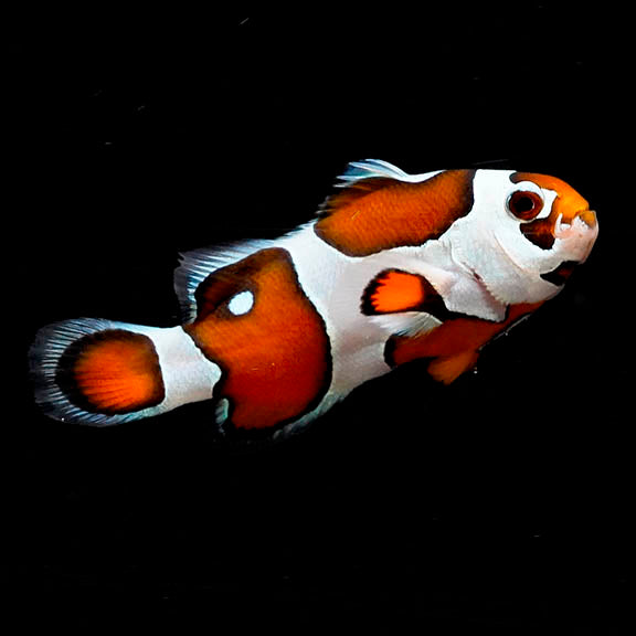 Mocha Storm Clownfish Captive Bred 1.5" WYSIWYG
