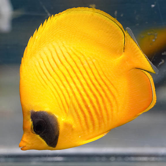 Golden Semilarvatus Butterflyfish 4.25" WYSIWYG