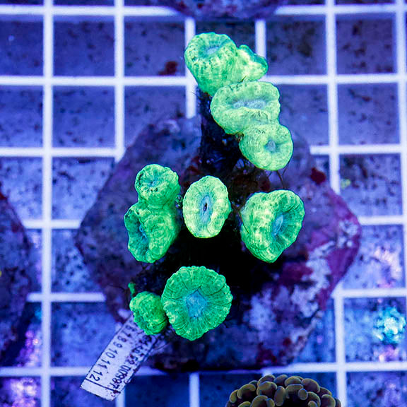 Candy Cane Coral Indonesia 2.5" WYSIWYG