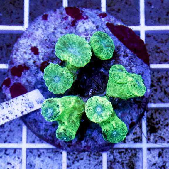 Candy Cane Coral Indonesia 2" WYSIWYG