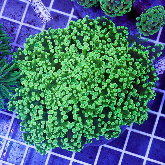 Green Frogspawn Coral Indonesia 3" WYSIWYG