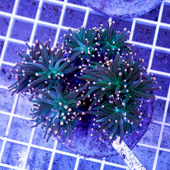 Torch Coral Indonesia 3" WYSIWYG