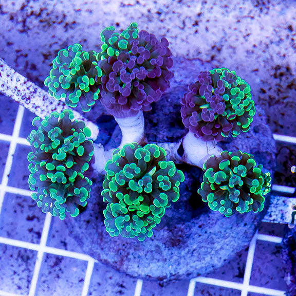 Branching Hammer Coral Indonesia 2.5" WYSIWYG