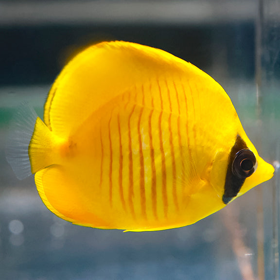 Golden Semilarvatus Butterflyfish 2.25" WYSIWYG
