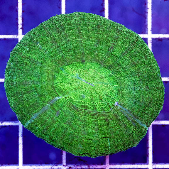 Scolymia Coral Australia 1.75" WYSIWYG