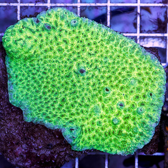 Aussie Encrusting Hydnophora Coral 2.75" WYSIWYG