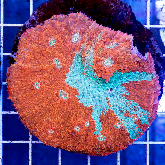 Chalice Coral Indonesia 2.75" WYSIWYG