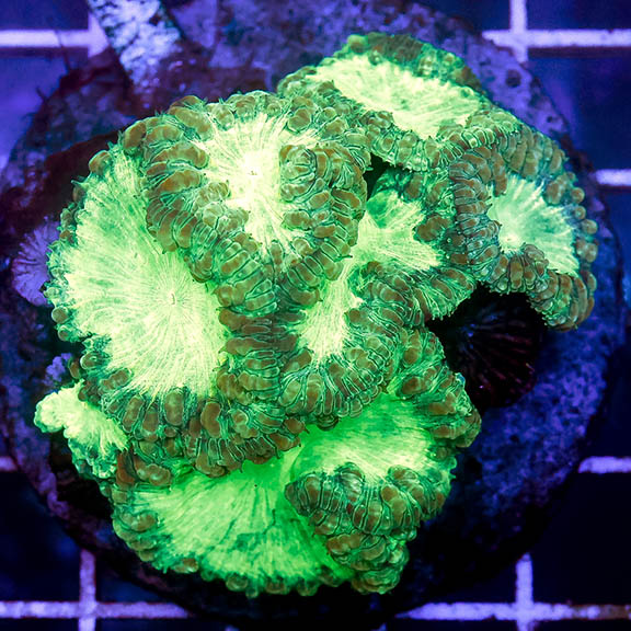 Blastomussa Coral Indonesia 2.5" WYSIWYG