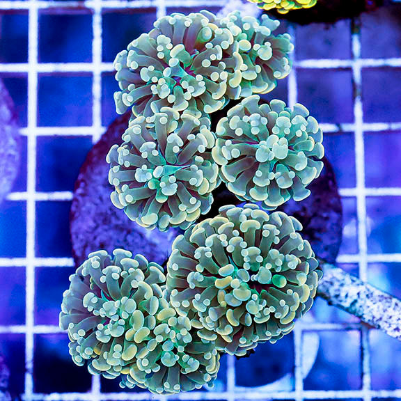 Hammer x Frogspawn Hybrid Coral Indonesia 3" WYSIWYG