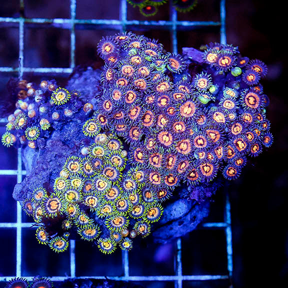 Zoanthus Coral Combo Rock 3" WYSIWYG