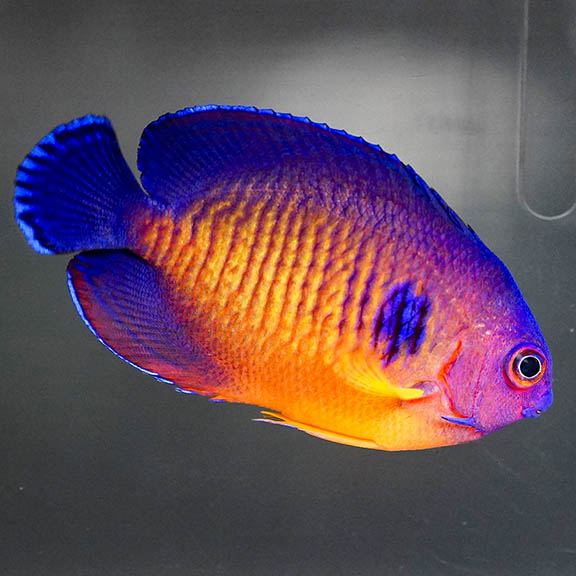 Coral Beauty Angelfish 2.5" WYSIWYG